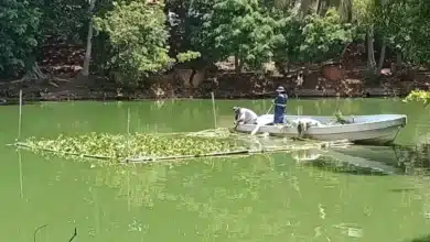 manatíes en la laguna de las ilusiones reciben apoyo alimentario ante el estiajea
