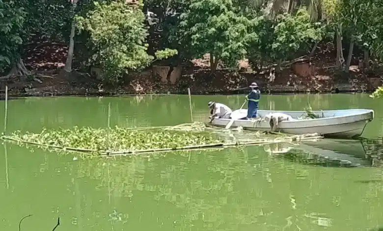 manatíes en la laguna de las ilusiones reciben apoyo alimentario ante el estiajea