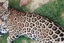 Matan a balazos a jaguar juvenil en la Reserva de Pantanos de Centla