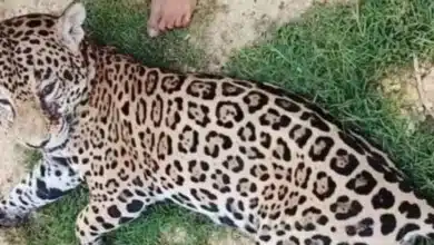 Matan a balazos a jaguar juvenil en la Reserva de Pantanos de Centla