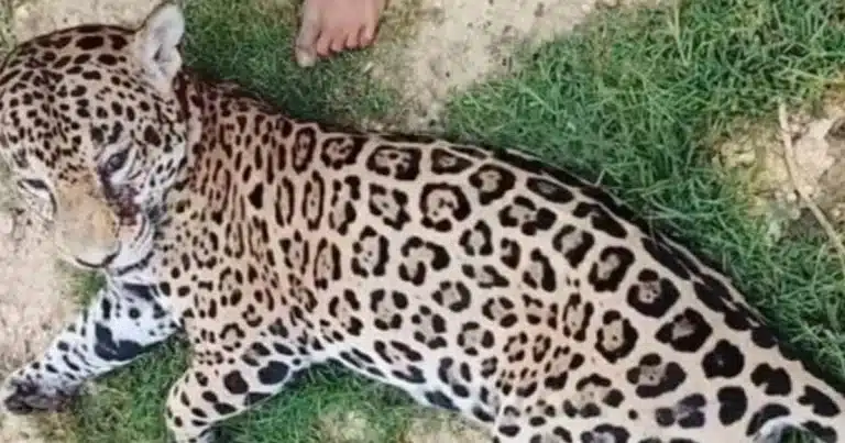 Matan a balazos a jaguar juvenil en la Reserva de Pantanos de Centla