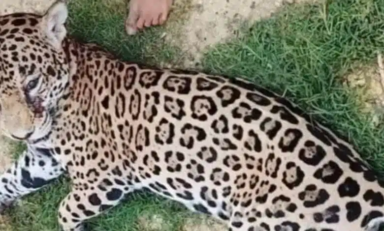 Matan a balazos a jaguar juvenil en la Reserva de Pantanos de Centla