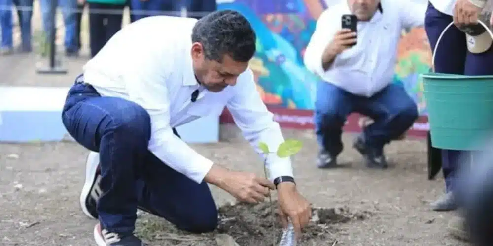 producción propia de árboles para reforestar la planicie tabasqueña