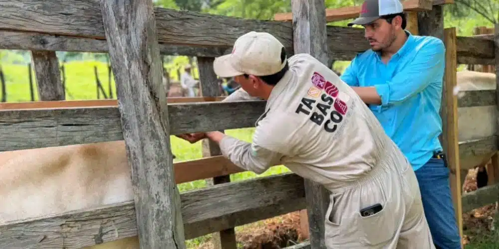 programas sociales impulsan hasta un 30 por ciento la rentabilidad en el campo tabasqueño