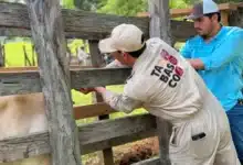 programas sociales impulsan hasta un 30 por ciento la rentabilidad en el campo tabasqueño