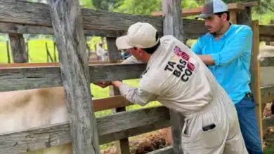 programas sociales impulsan hasta un 30 por ciento la rentabilidad en el campo tabasqueño