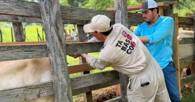 programas sociales impulsan hasta un 30 por ciento la rentabilidad en el campo tabasqueño