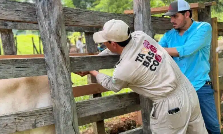 programas sociales impulsan hasta un 30 por ciento la rentabilidad en el campo tabasqueño