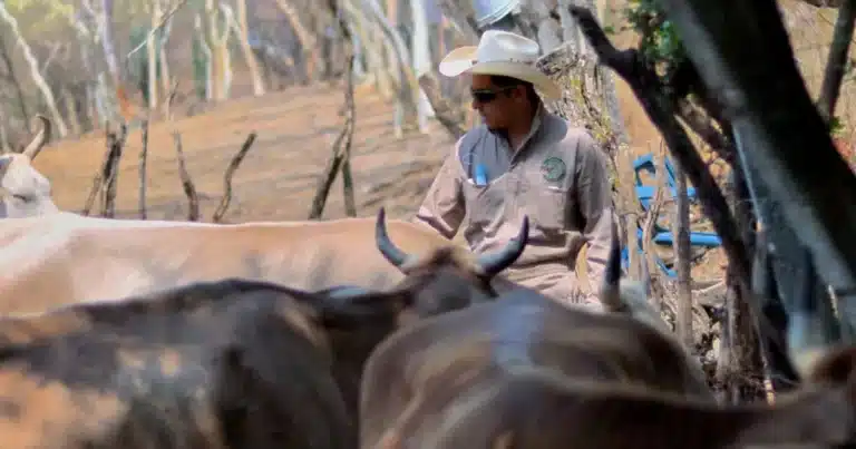 refuerzan trámites de control de movilidad de ganado en centro