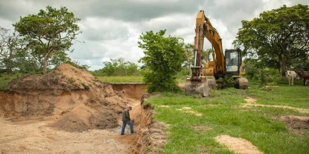 se pierde el 95% de la selva nativa