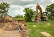 se pierde el 95% de la selva nativa