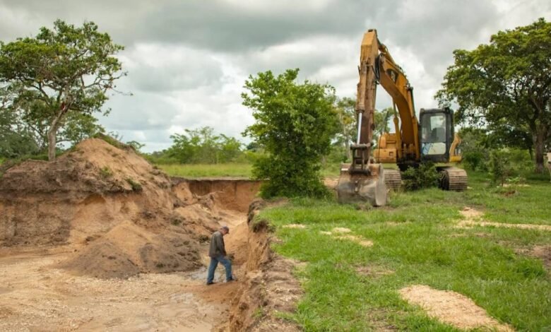 se pierde el 95% de la selva nativa