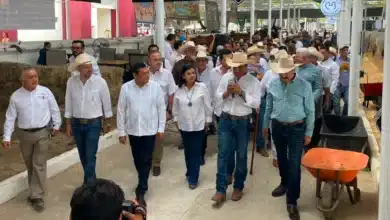 tabasco consolida su potencia ganadera con la cuarta muestra mexicana del cebú