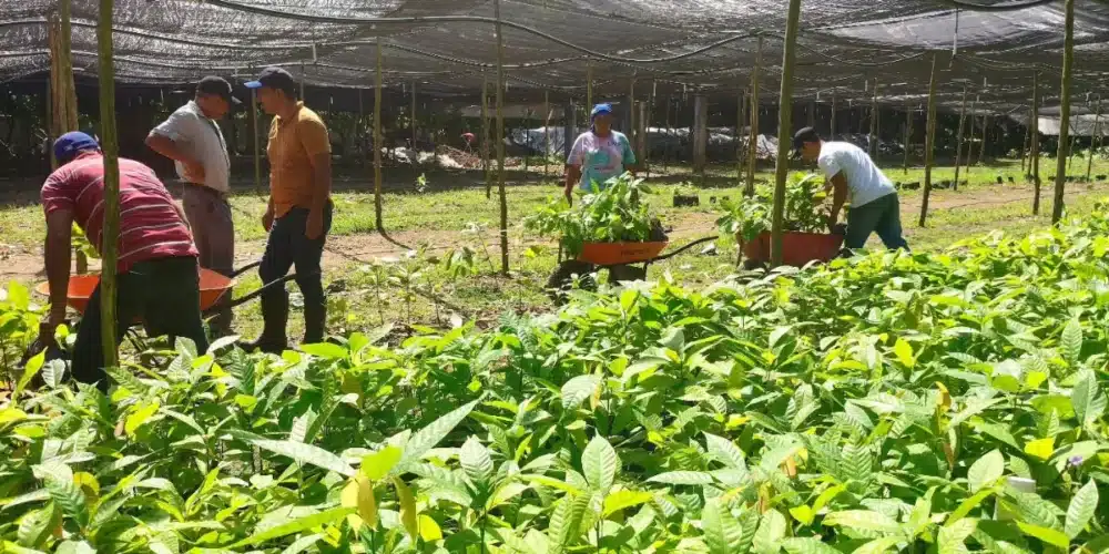 viveros estatales abastecerán jornada de reforestación