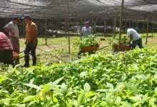 viveros estatales abastecerán jornada de reforestación