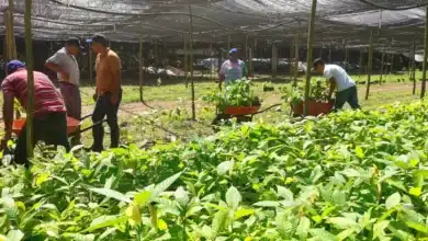 viveros estatales abastecerán jornada de reforestación
