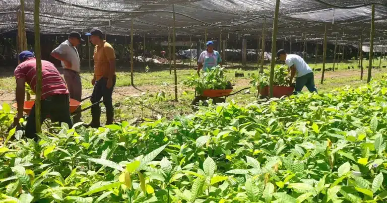 viveros estatales abastecerán jornada de reforestación