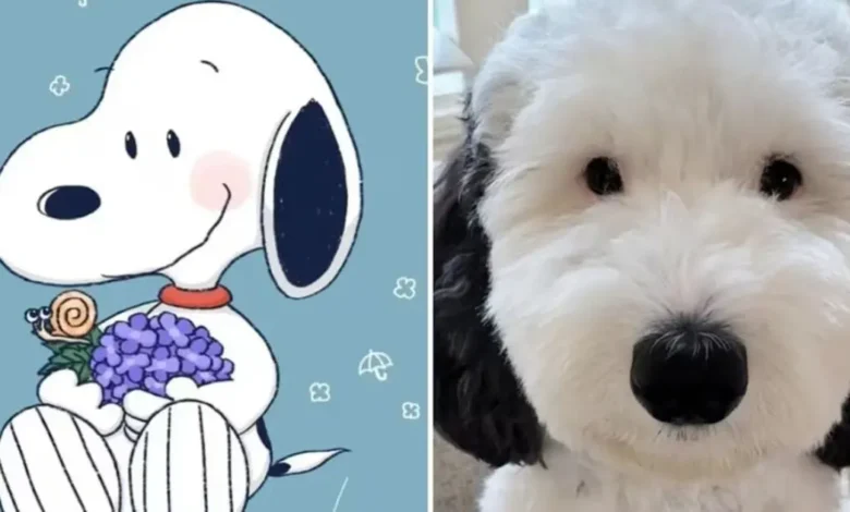 bayley, la perrita que parece un snoopy de la vida real y conquistó las redes