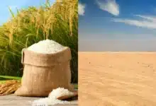 china convierte el cultivo de arroz en un nuevo negocio agrícola en el desierto