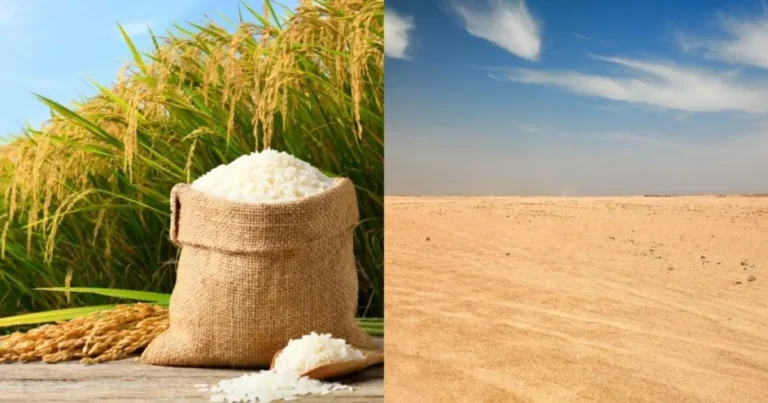 china convierte el cultivo de arroz en un nuevo negocio agrícola en el desierto