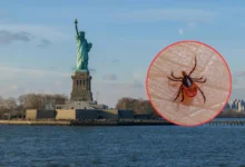 confirman caso del virus bourbon en nueva york enfermedad es transmitida por garrapatas