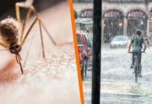el error que multiplica los mosquitos durante la temporada de lluvias