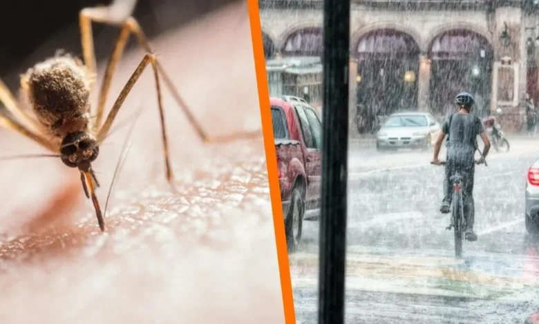 el error que multiplica los mosquitos durante la temporada de lluvias