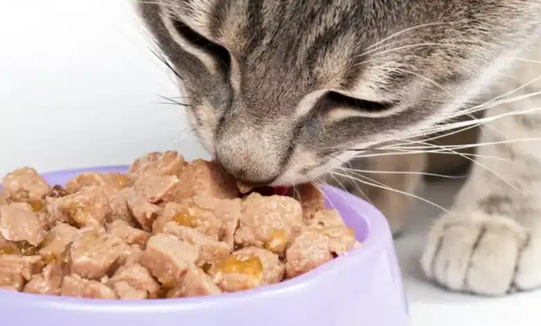 Marcas de alimento húmedo para gato (Foto de internet)