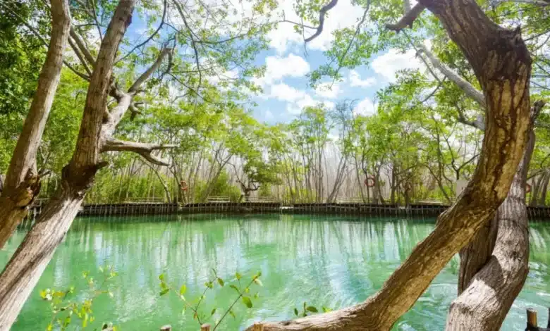 El Corchito en Yucatán: cómo llegar y qué hacer (Foto de Shutterstock)
