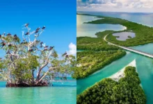 Reserva de Sian Ka'an: cómo llegar y qué hacer (Fotos de internet)