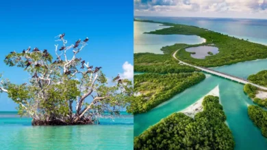 Reserva de Sian Ka'an: cómo llegar y qué hacer (Fotos de internet)