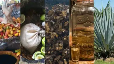 La armonía del agave destilados artesanales en la mesa gourmet (Fotos Mariana CastilloFood & Wine en Español, Wikipedia, Cortesía, Visita Puerto Vallarta y Oaxaca Mezcal)