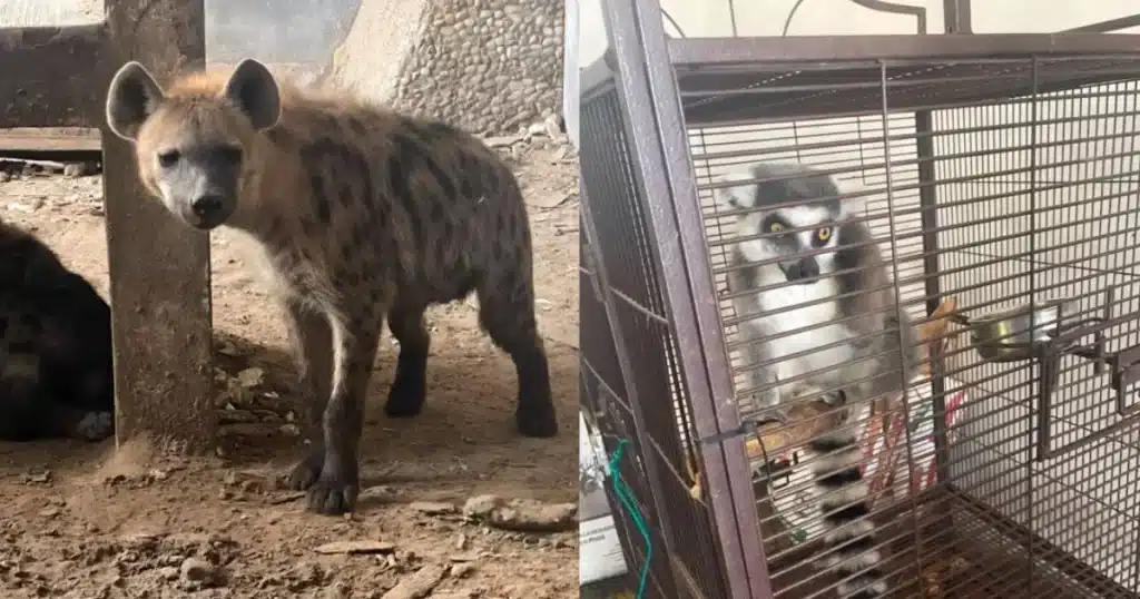 Más de 130 animales fueron identificados por Profepa en Tamaulipas