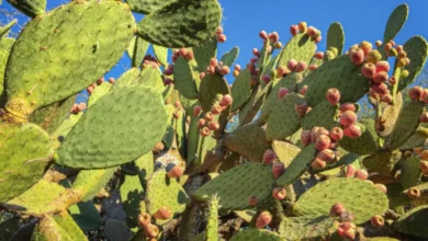 nopales de milpa alta el “oro verde” que mantiene viva la agricultura de cdmx