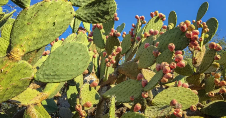 nopales de milpa alta el “oro verde” que mantiene viva la agricultura de cdmx