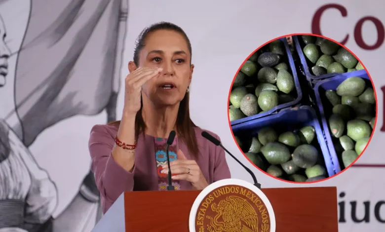sheinbaum busca reactivar exportaciones de aguacate con reunión entre méxico y estados unidos