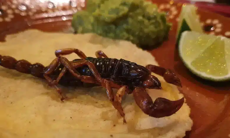 tacos de alacrán, el platillo tradicional de durango que conquista por su sabor y valor nutricional