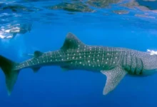 Temporada del tiburón ballena en Holbox, se acaba el periodo de avistamiento