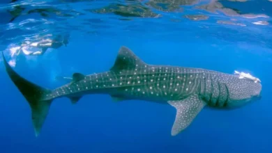 Temporada del tiburón ballena en Holbox, se acaba el periodo de avistamiento