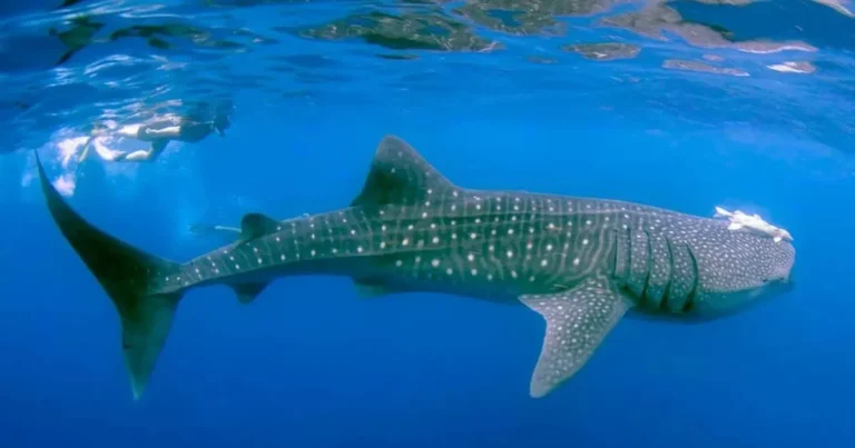 Temporada del tiburón ballena en Holbox, se acaba el periodo de avistamiento