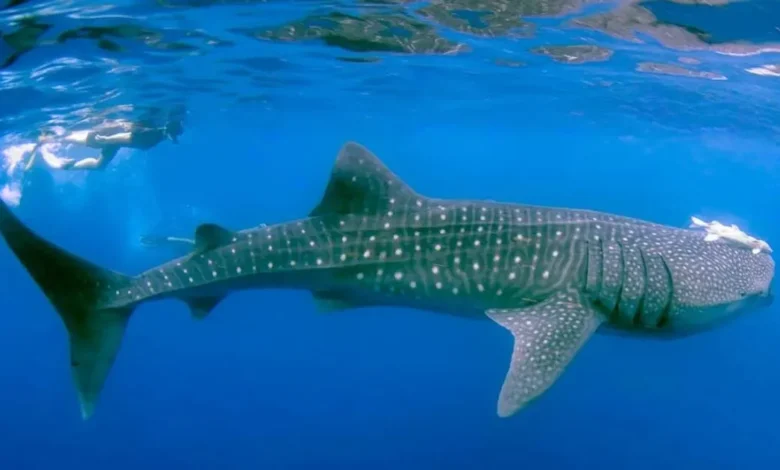 Temporada del tiburón ballena en Holbox, se acaba el periodo de avistamiento