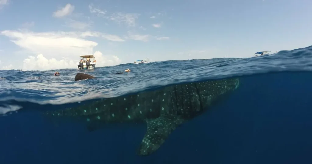 Temporada del tiburón ballena en Holbox, se acaba el periodo de avistamiento