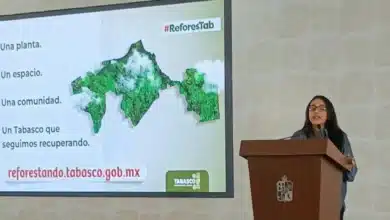 avanza tabasco hacia la meta de reforestar 2.5 millones de árboles