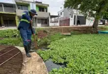 “el jícaro” pulmón hídrico que se niega a morir en la nueva villahermosa