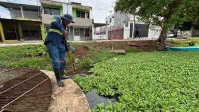 “el jícaro” pulmón hídrico que se niega a morir en la nueva villahermosa