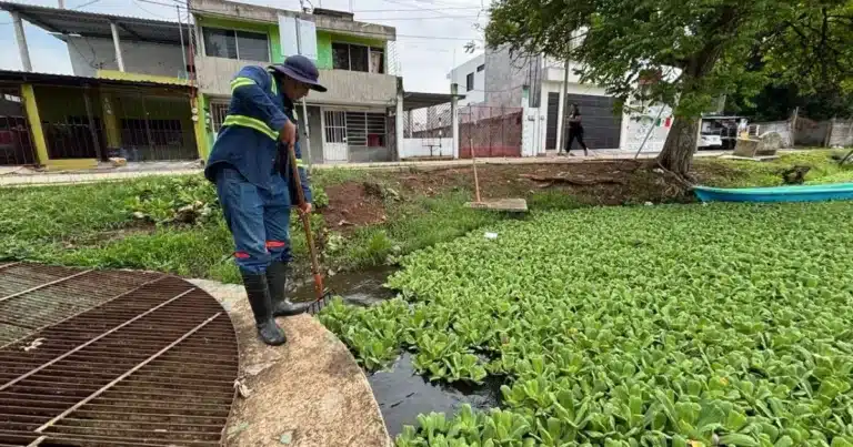 “el jícaro” pulmón hídrico que se niega a morir en la nueva villahermosa