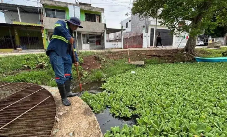 “el jícaro” pulmón hídrico que se niega a morir en la nueva villahermosa