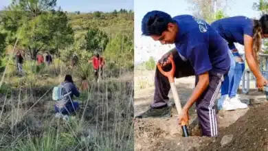 Avanza producción de 10 mil plantas en la reserva ecología "Wanha" (Fotos de internet)
