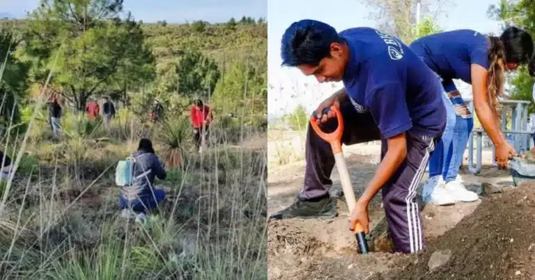 Avanza producción de 10 mil plantas en la reserva ecología "Wanha" (Fotos de internet)