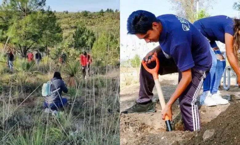 Avanza producción de 10 mil plantas en la reserva ecología "Wanha" (Fotos de internet)